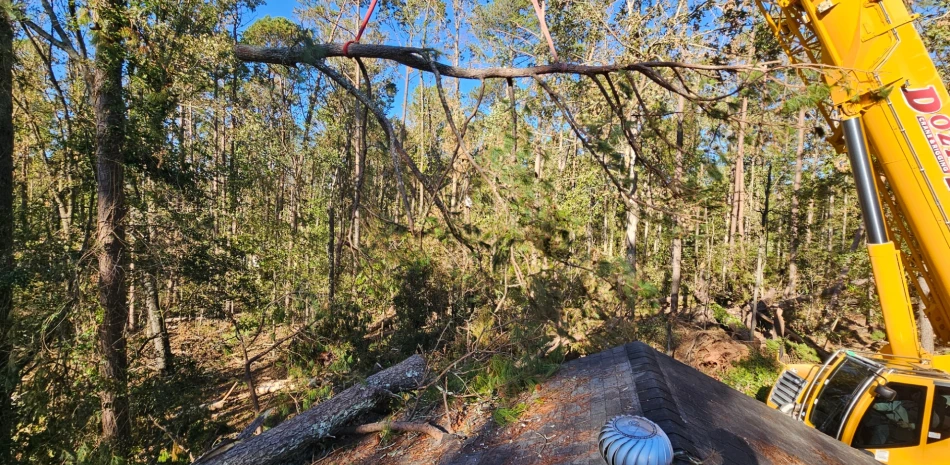 Hazardous Tree Removal@1x