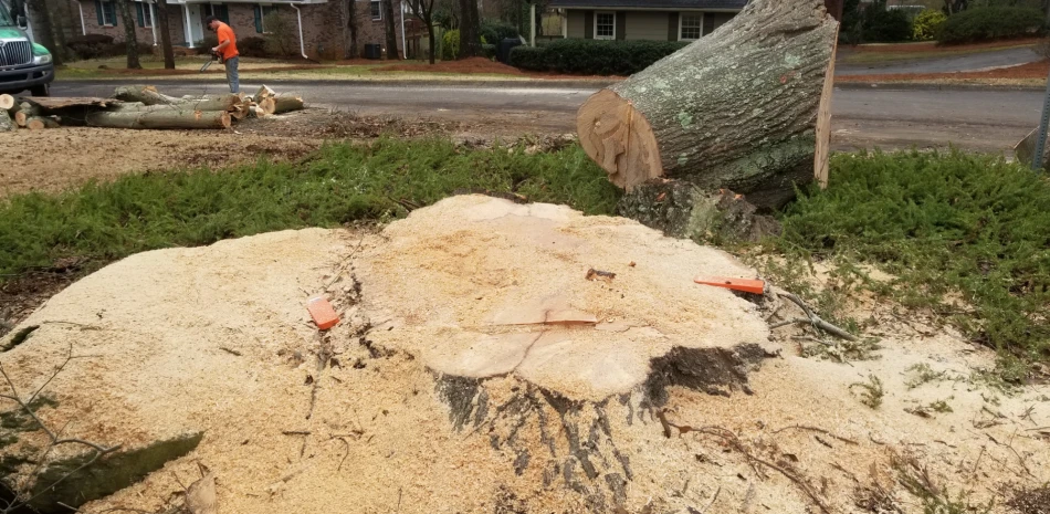 Stump Grinding & Removal@1x