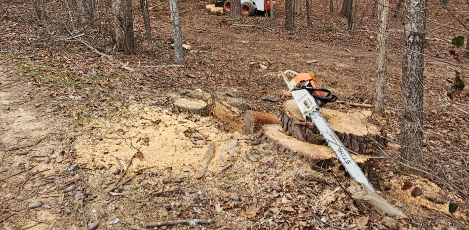 Tree Removal@1x
