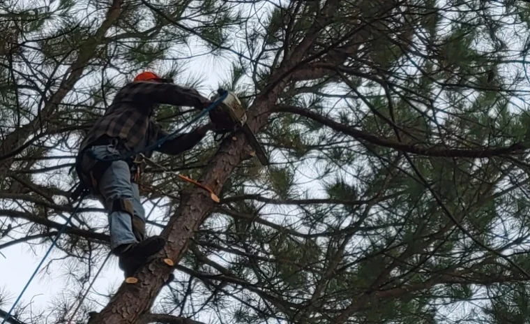 Tree Trimming & Pruning@1x