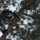 Tree Trimming & Pruning@1x