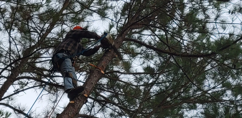 Tree Trimming & Pruning@1x