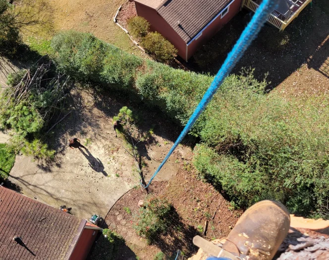 hs tree service 2026 02 10T22:01:36.993597Z 019c4992 d872 75f6 a868 ae77e2813ac0 1@1x